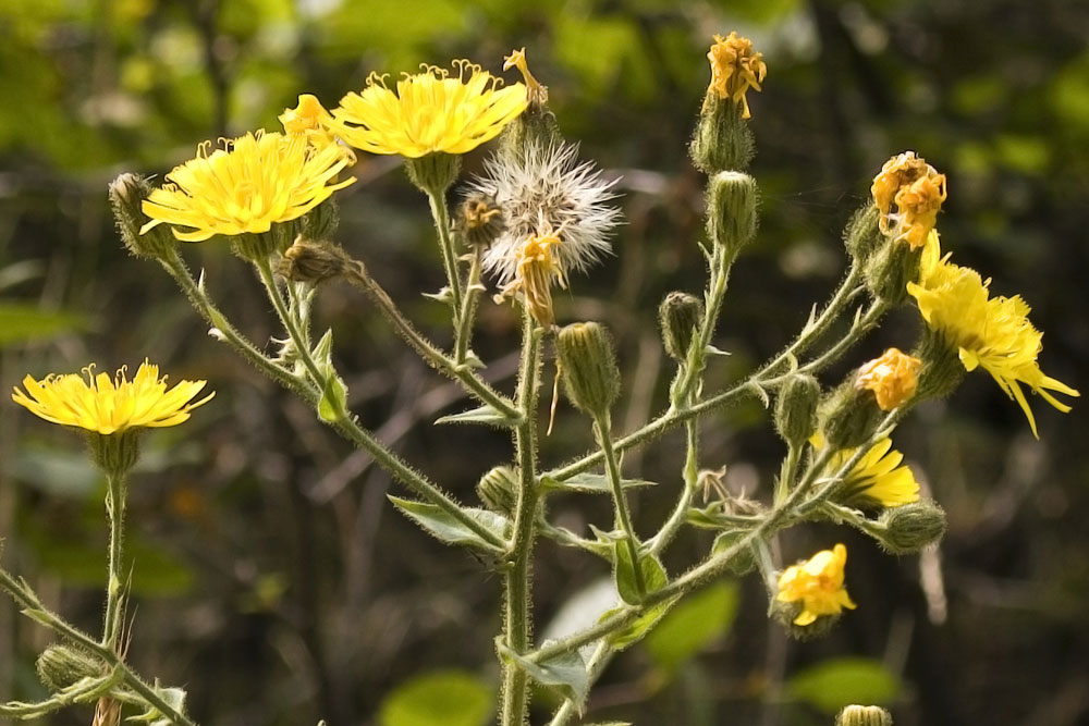 Hieracium prenanthoides / Sparviere a foglie di Prenanthes